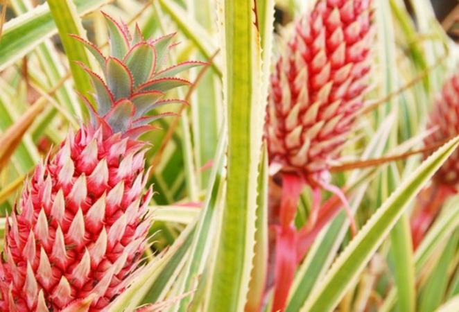 Piña rosada genéticamente modificada alta en licopeno | Agro-Bio